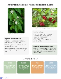 Understanding Amur Honeysuckle in Tennessee