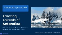 Amazing Animals of Antarctica