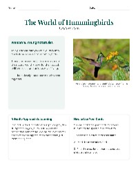 Exploring Hummingbirds