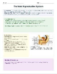 Male Reproductive System Guide