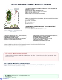 Bacteria and Antibiotic Resistance Review