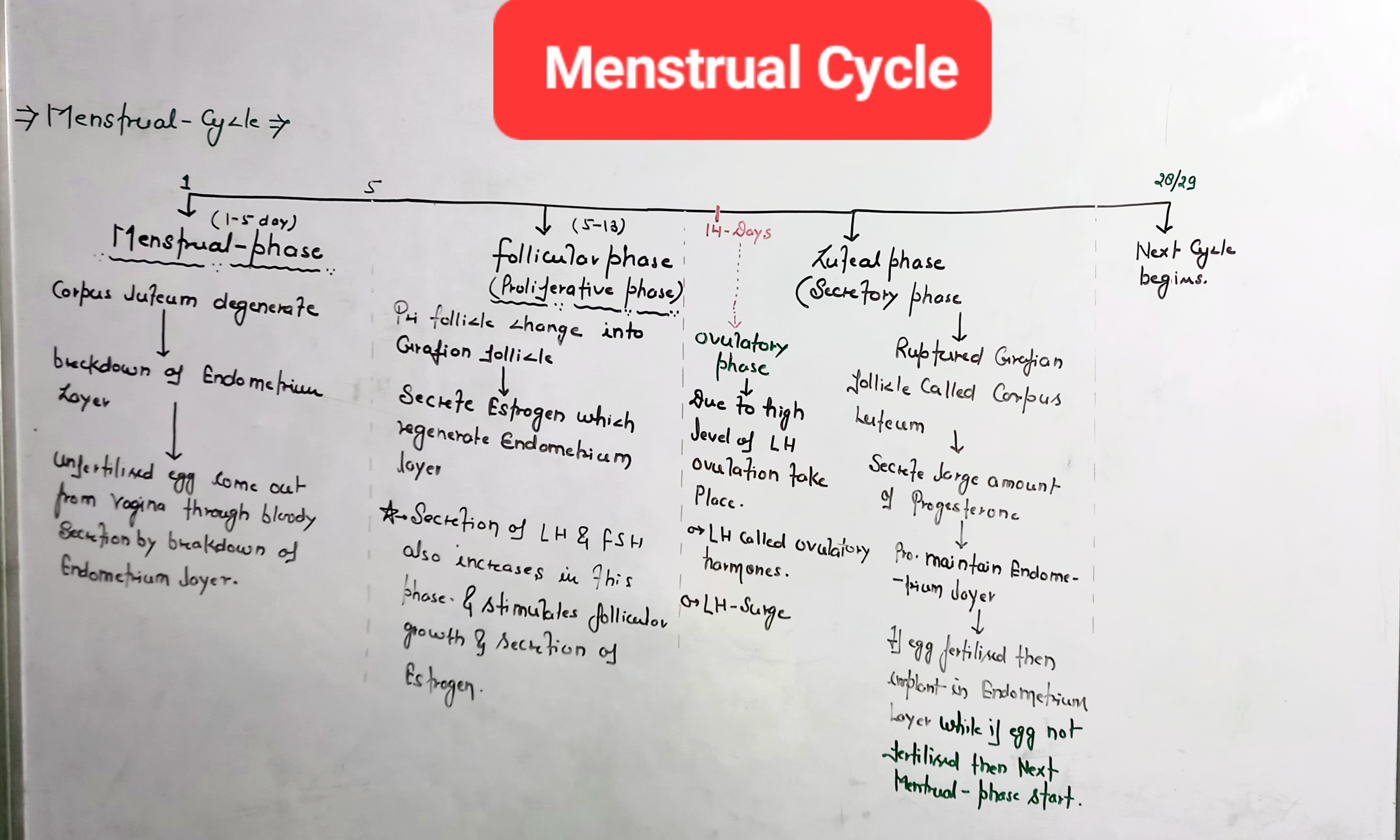 Menstrual Cycle Biology Notes Teachmint