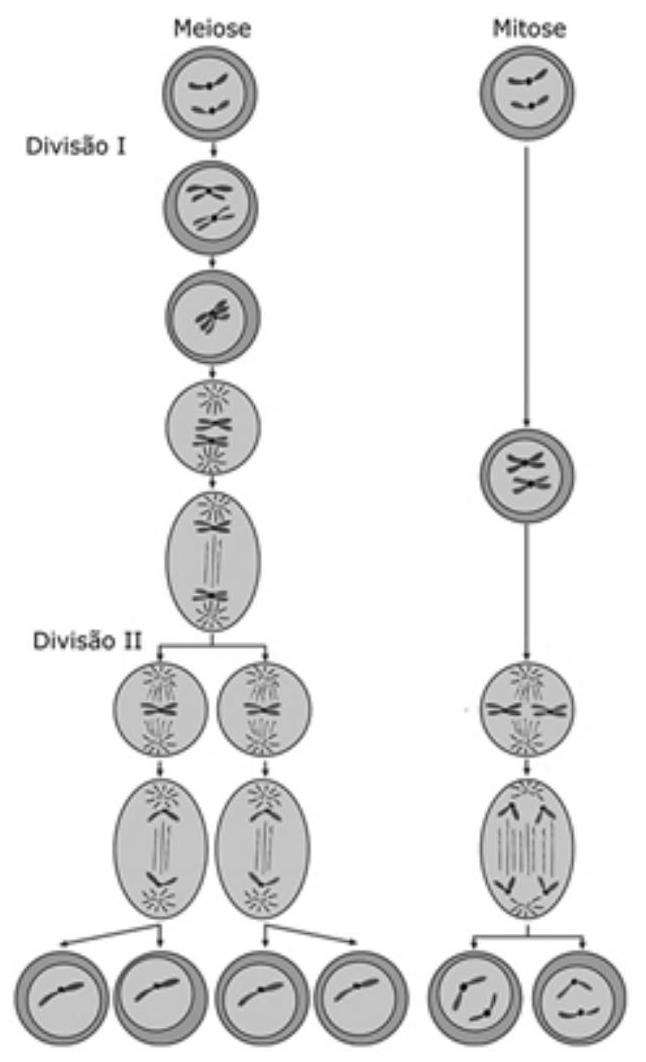 Divisão Celular – Mitose