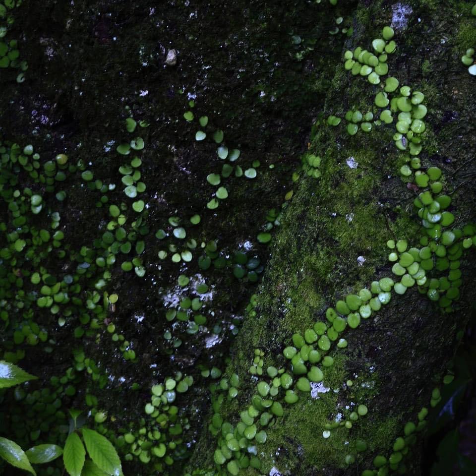 cover-image