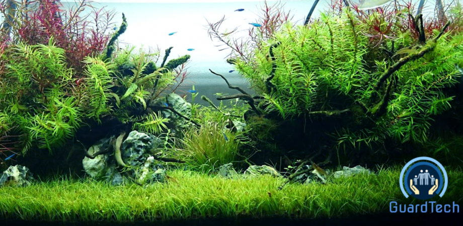 cover-image