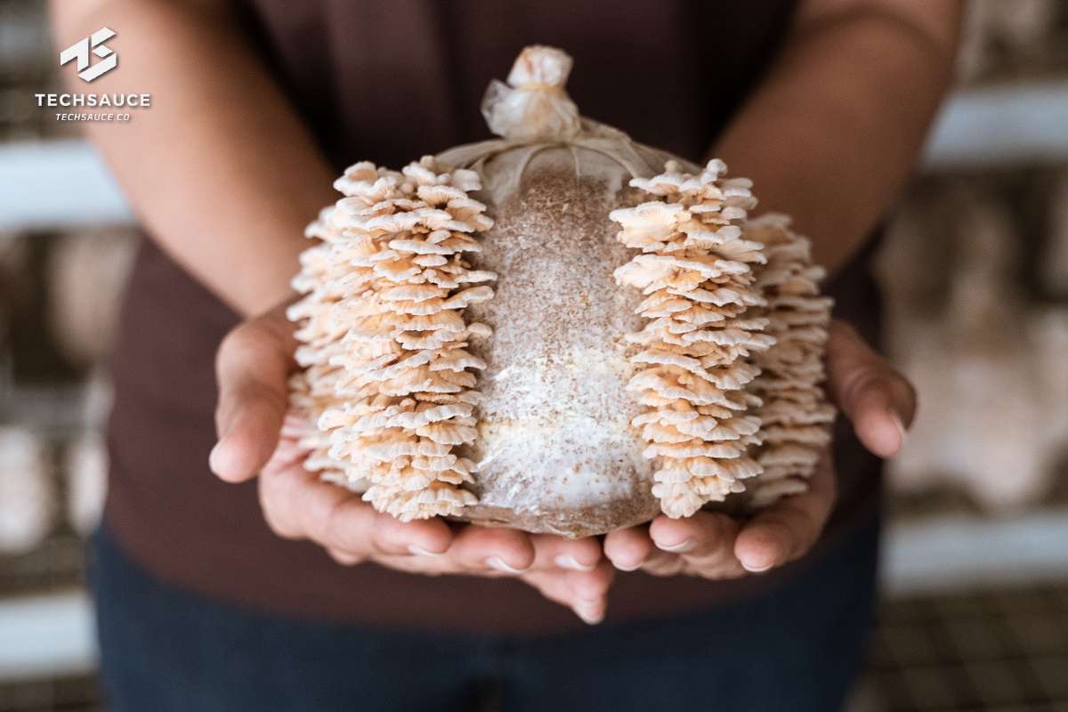 MORE MEAT แชมป์ท็อป 3 แพลนต์เบสขายดีสุดในไทย เปิดแผนรุกตลาดเมืองลอดช่อง พร้อมขยายพื้นที่เพาะเห็ดแครงอีก 100 ครัวเรือนในกลุ่มเกษตรกรใต้