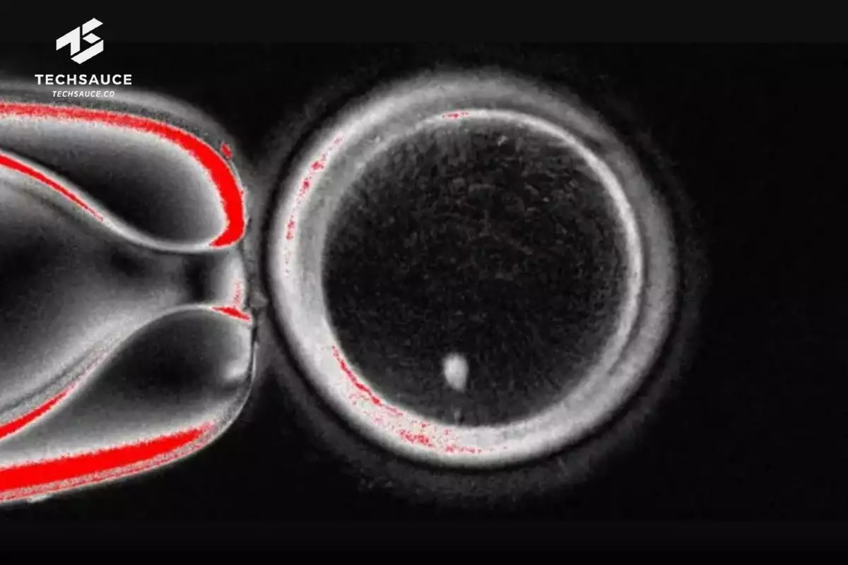 นักวิทย์ใช้เซลล์ผิวหนังของมนุษย์ สร้าง 'ตัวอ่อน' ได้สำเร็จ