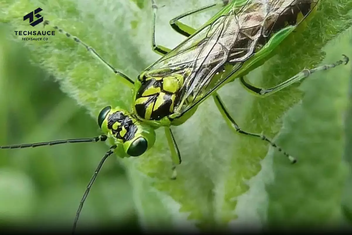 ไอเดียจากแมลง Sawfly สู่เครื่องมือผ่าตัดที่ ‘คิดและตัดเอง’  