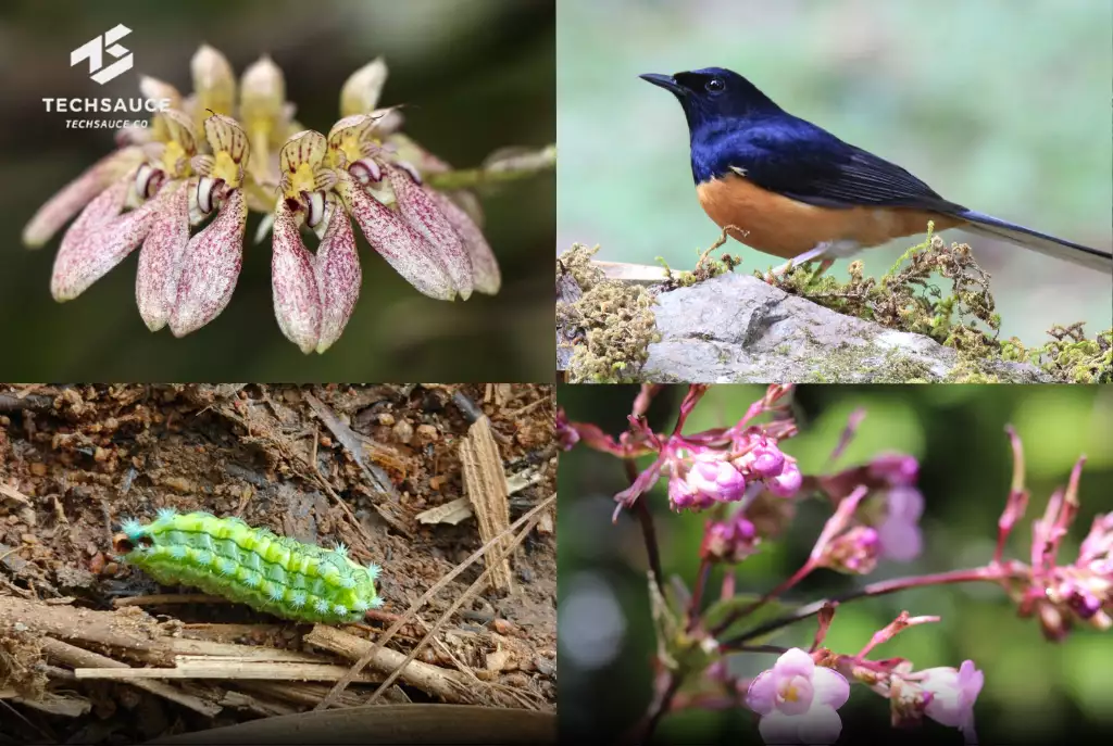 Biodiversity