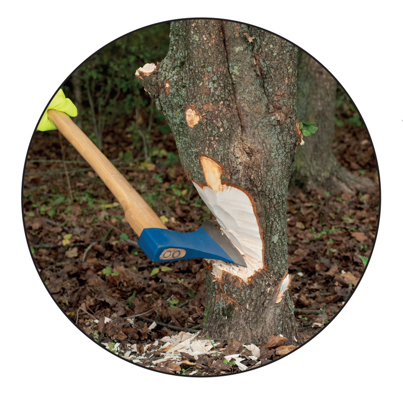 Highlights of the product Axe