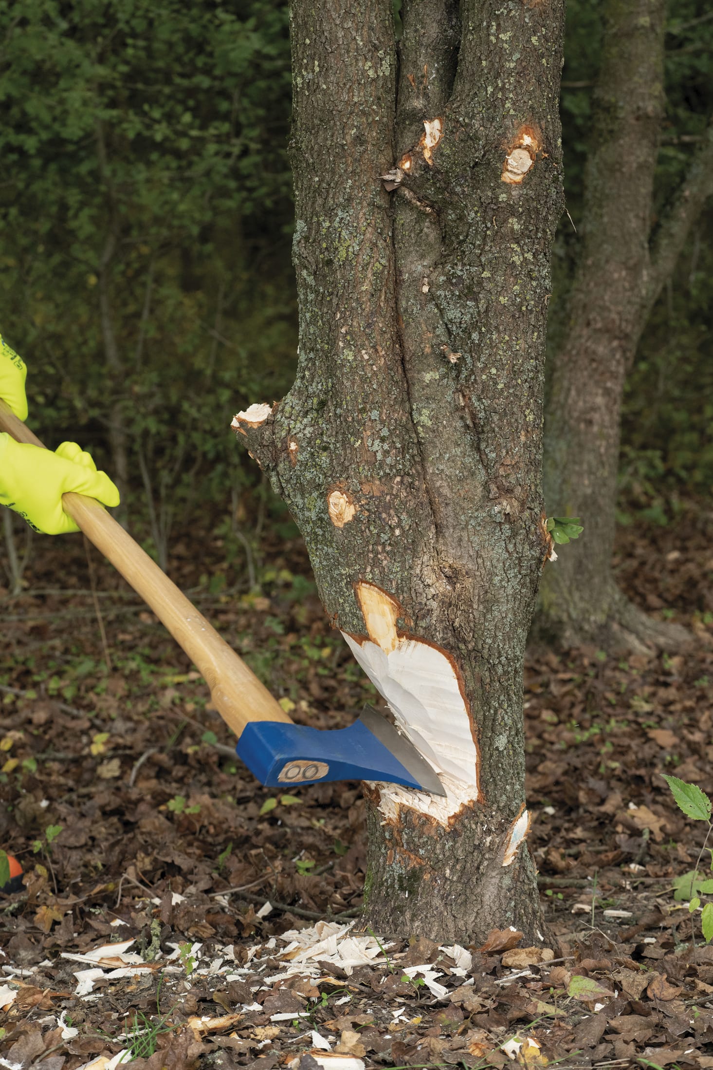 Photo of the product Axe