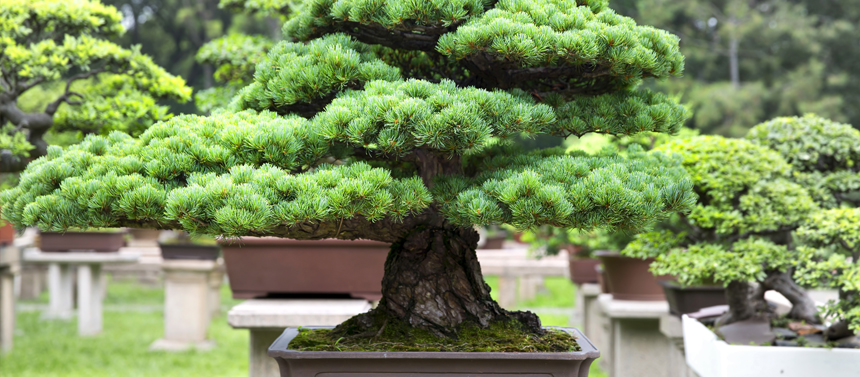 Focus sur le bonsaï : espèces, décoration et entretien