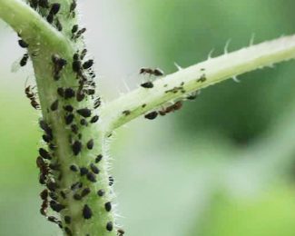 Des pucerons sur mes plantes, quels sont les différents traitement possible ?