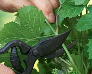 Comment tailler vos plantes aromatiques ?