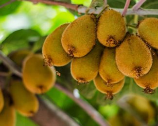 Comment faire pousser les kiwis ?