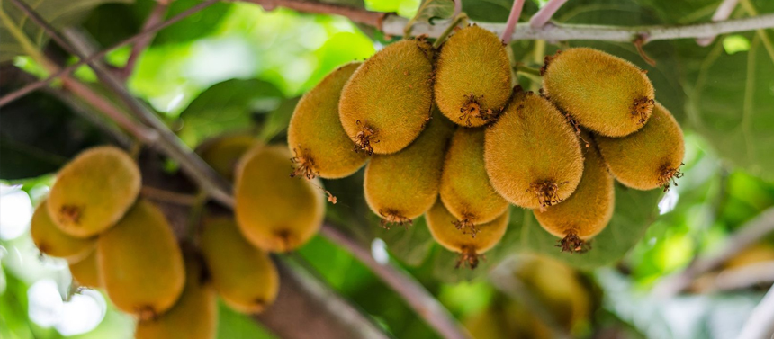 Comment Faire Pousser Les Kiwis Tarabaza