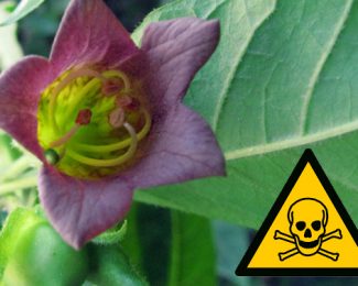Plantes toxiques dans le jardin, un réel danger pour les animaux de compagnie