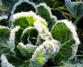 Protection hivernale des plantes frileuses (exotiques et palmiers