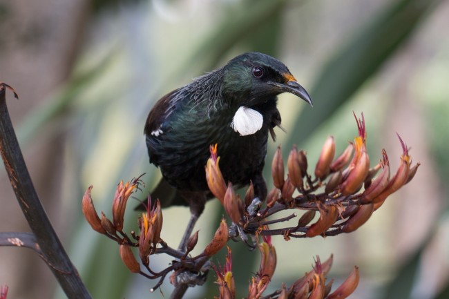 TE KŌHANGA O TE TŪĪ