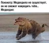 Загугленный интернет-мем с Медведилом