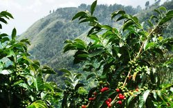 Индия применяет блокчейн для улучшения цепочек поставок кофе