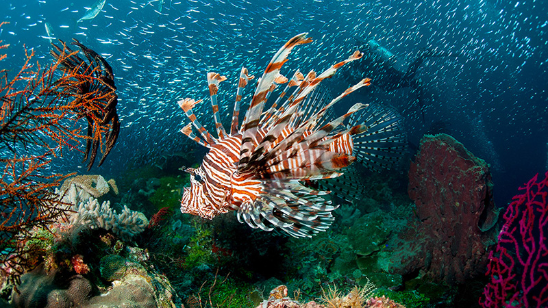 Gambar Tempat Wisata Di Wakatobi