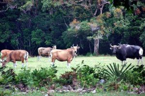 Taman Nasional Ujung Kulon