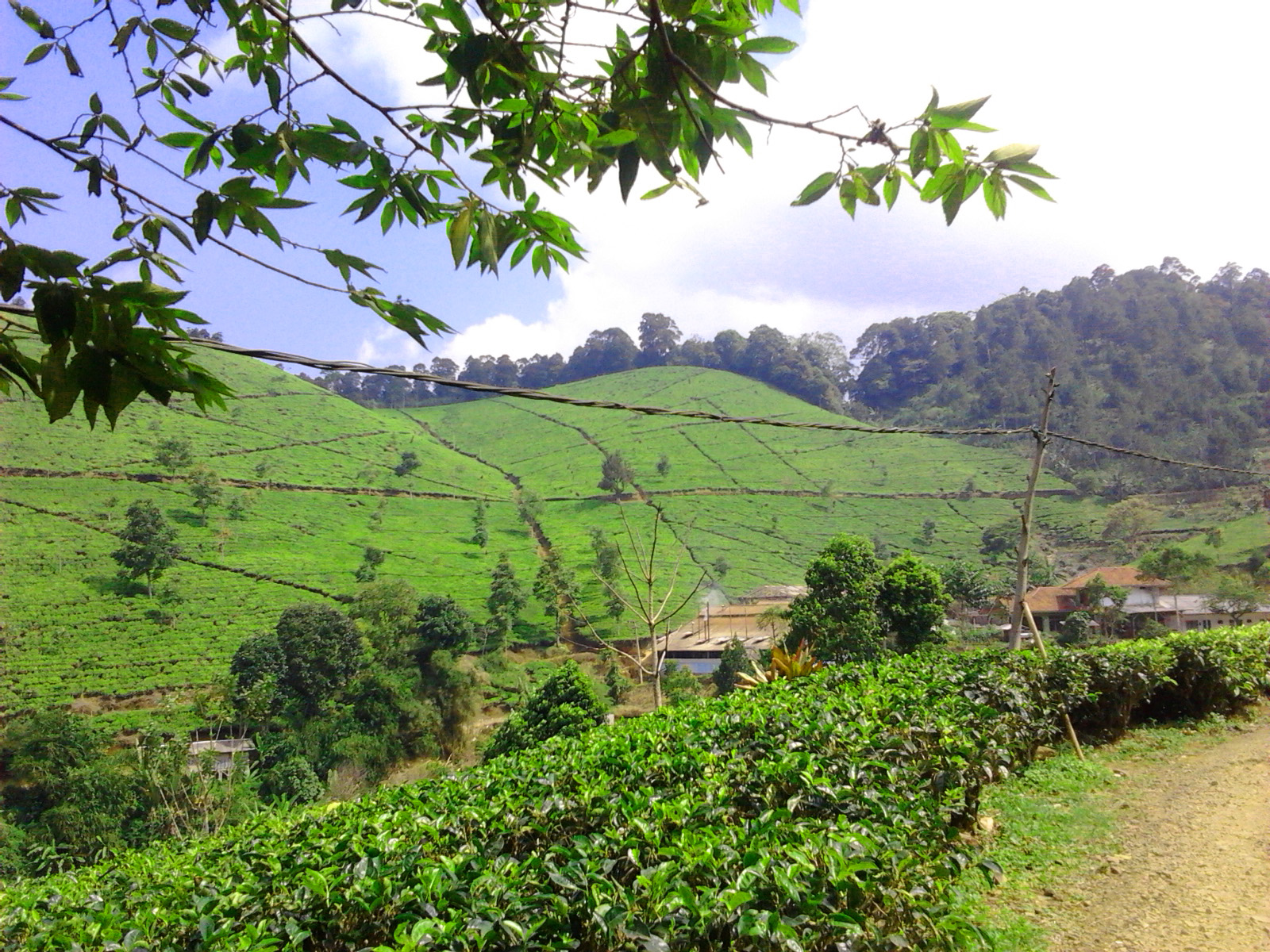 Wisata Majalengka Kebun Teh Tempat Wisata Indonesia