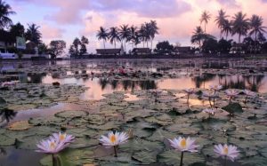 Lotus Lagoon