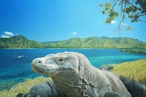 Pulau Komodo