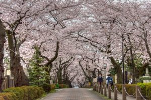 20 Tempat Pemandangan Bunga Sakura Terindah Di Jepang