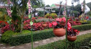 Wisata Kebun Bunga Begonia Lembang Bandung Yang Wajib