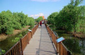 Wisata Hutan Mangrove Wonorejo Surabaya Yang Wajib