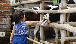 Lactasari Mini Farm