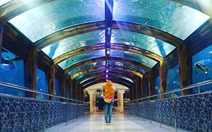 7 Tempat Wisata Aquarium Di Indonesia Yang Terkenal