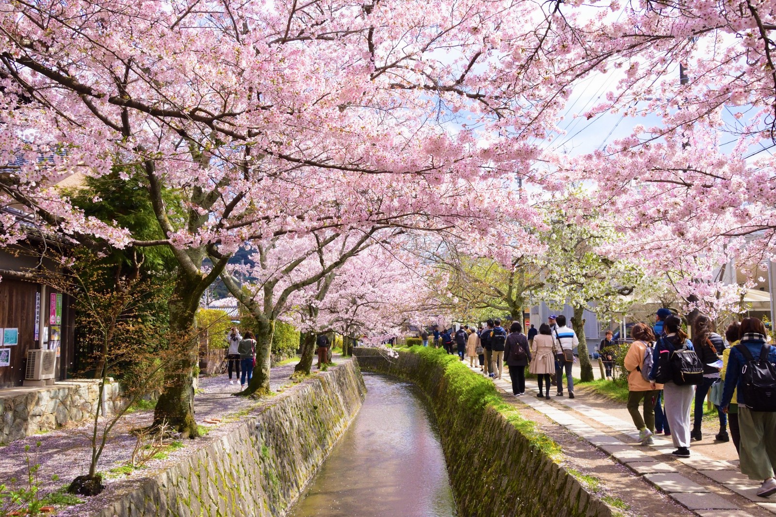 20 Tempat Pemandangan Bunga Sakura Terindah Di Jepang