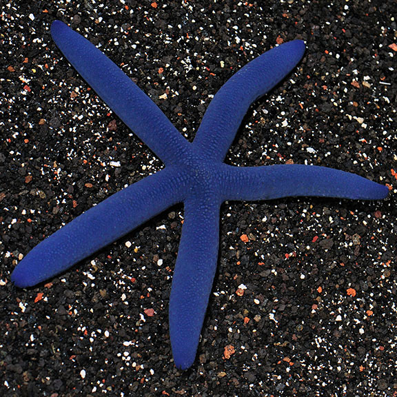 Blue Linckia Sea Star