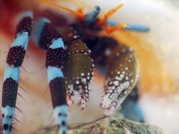 Electric Blue Hermit Crab