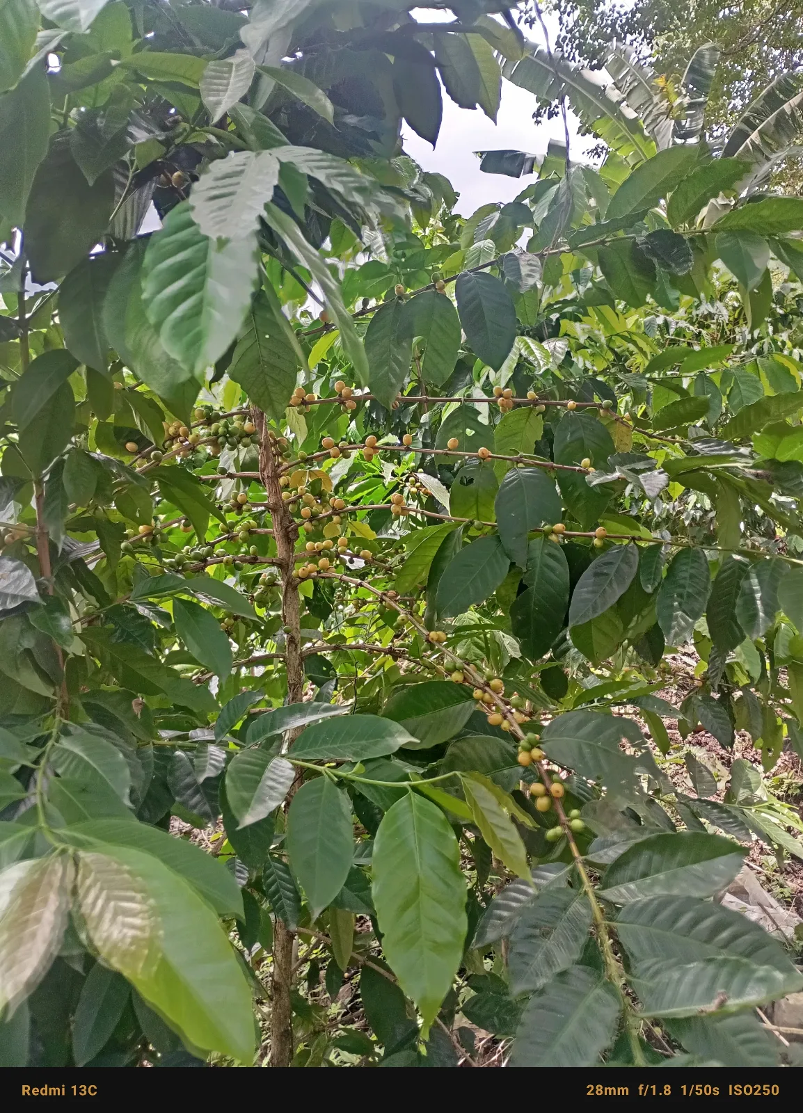 El Mijao
