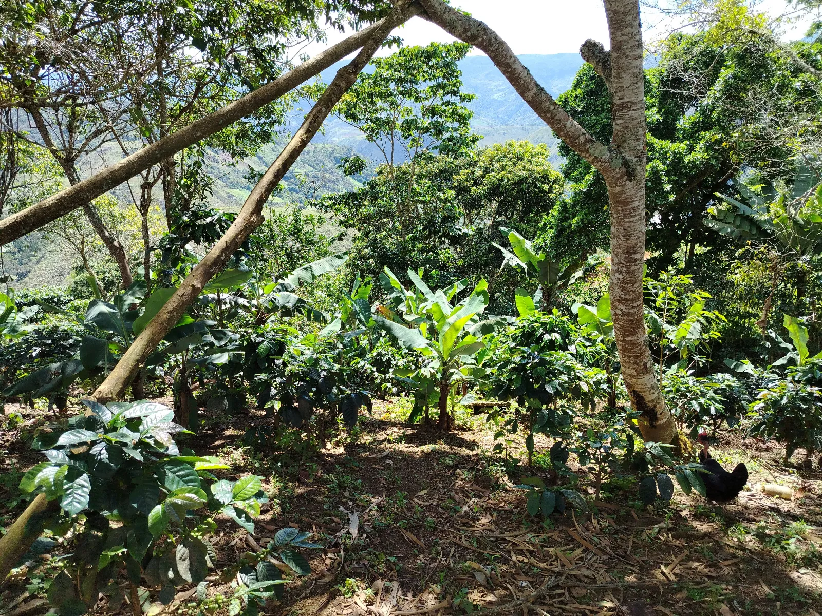 San Hipólito