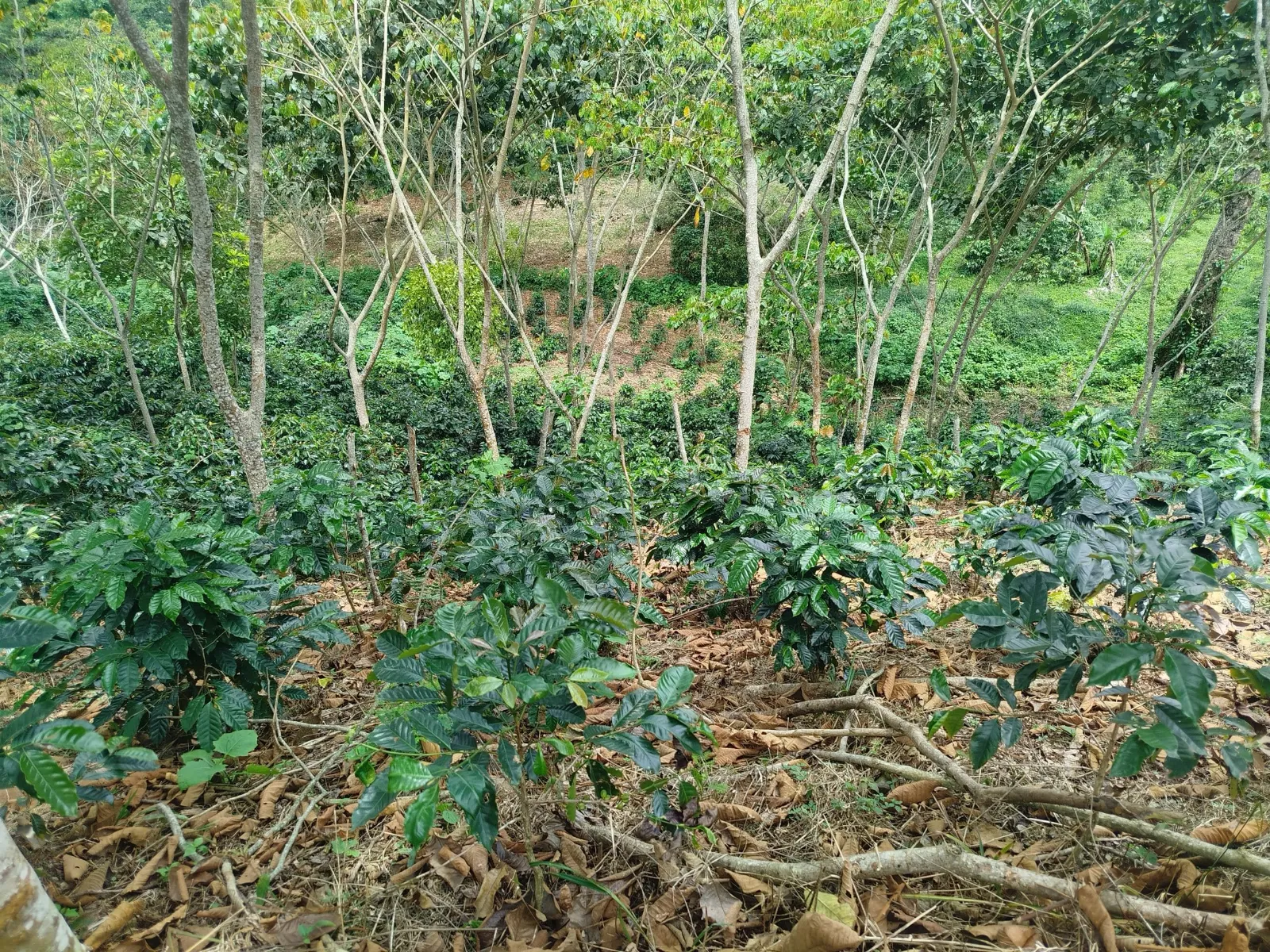 La Gonzálera