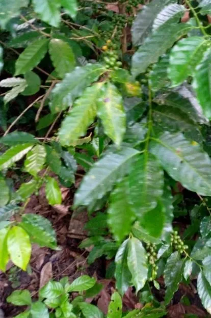 LA martinera