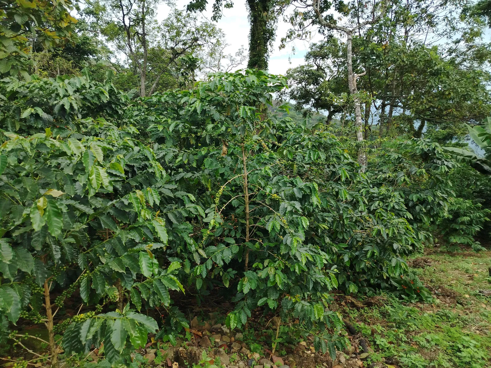 El silencio