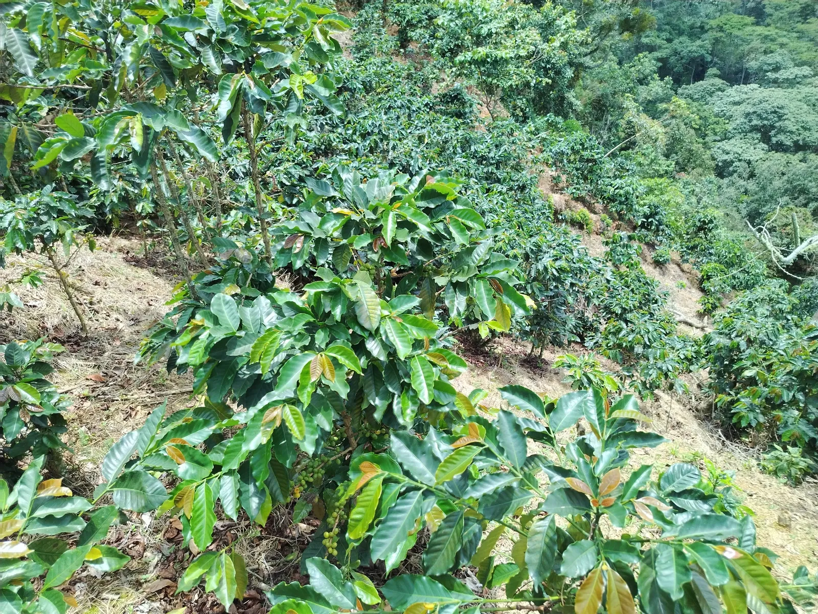 El pino