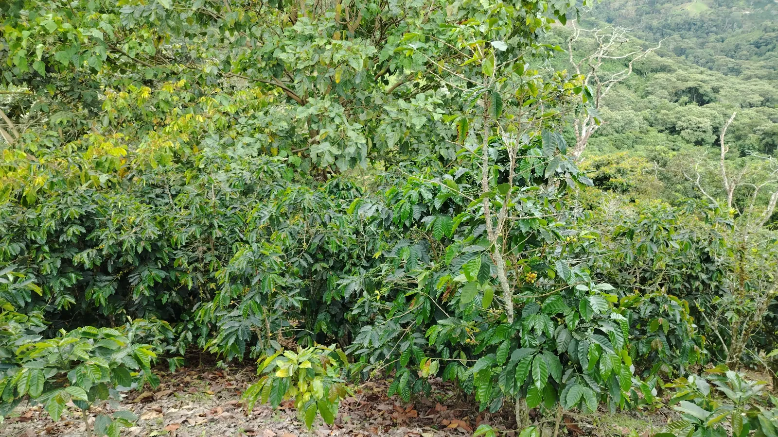 Ramírez