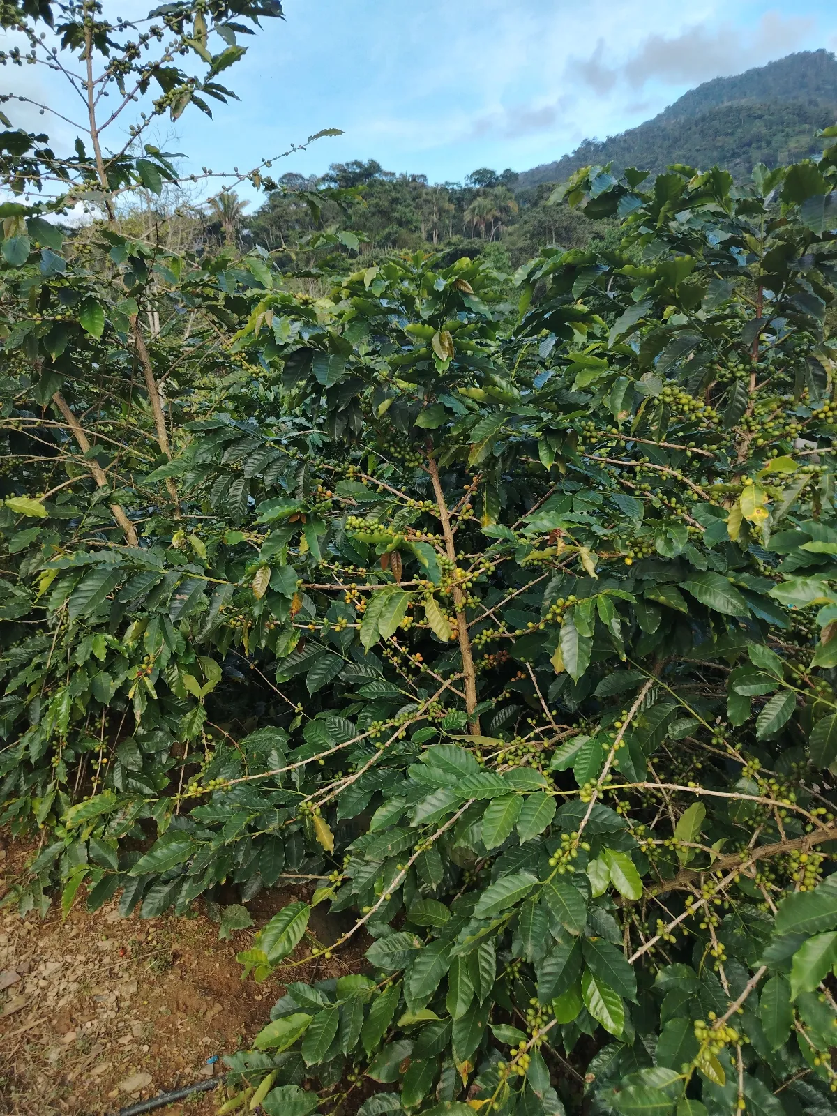 La Barrialosa