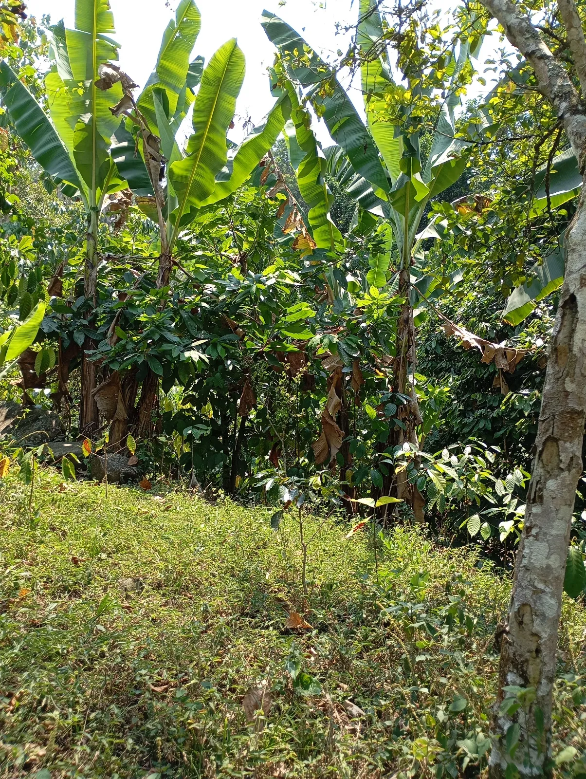El Sabor