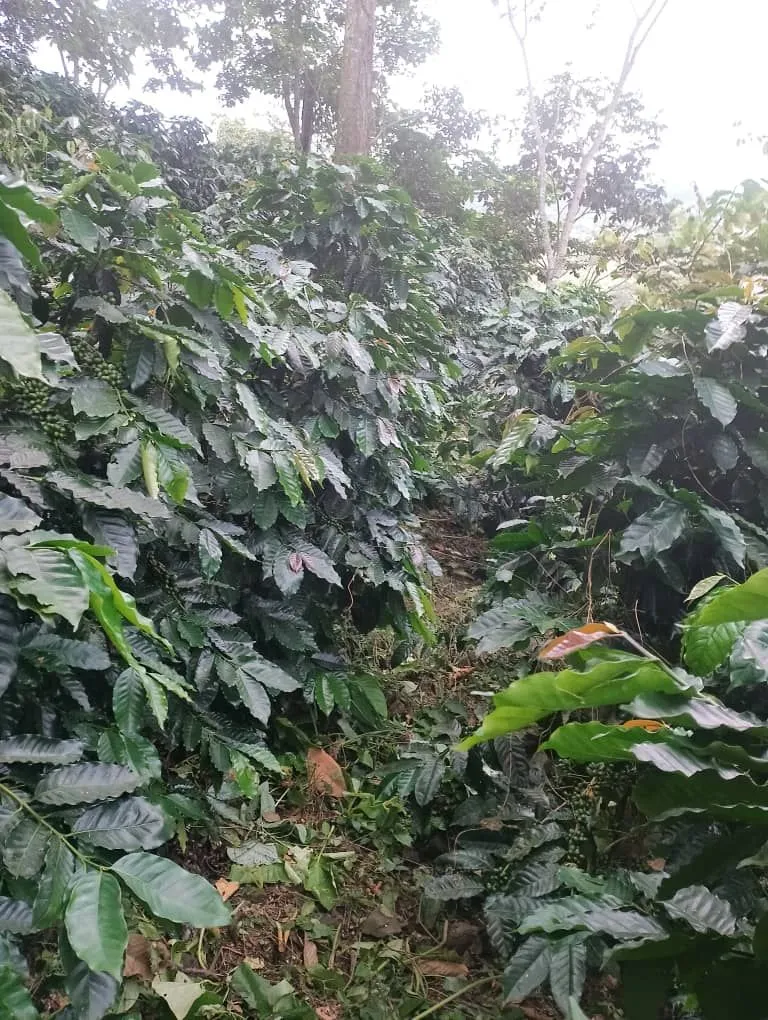 La Guayana