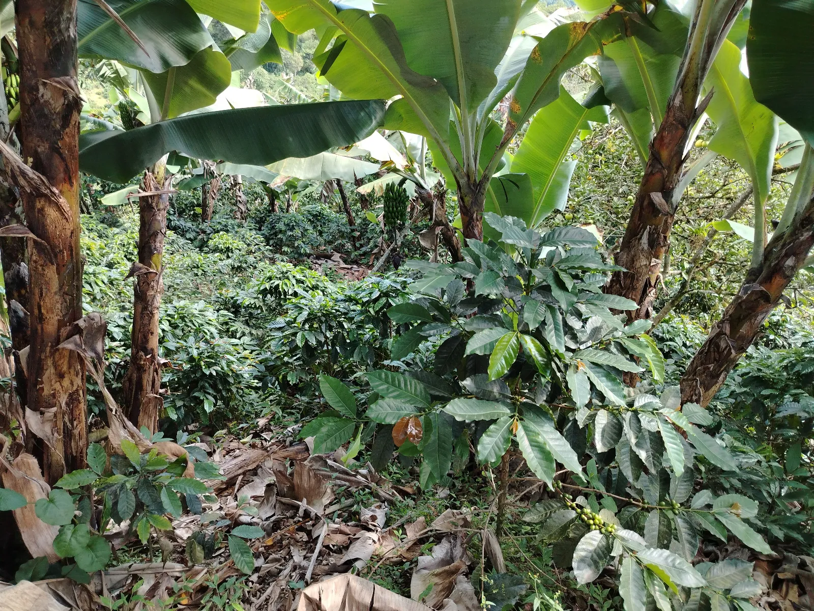 Finca octavio