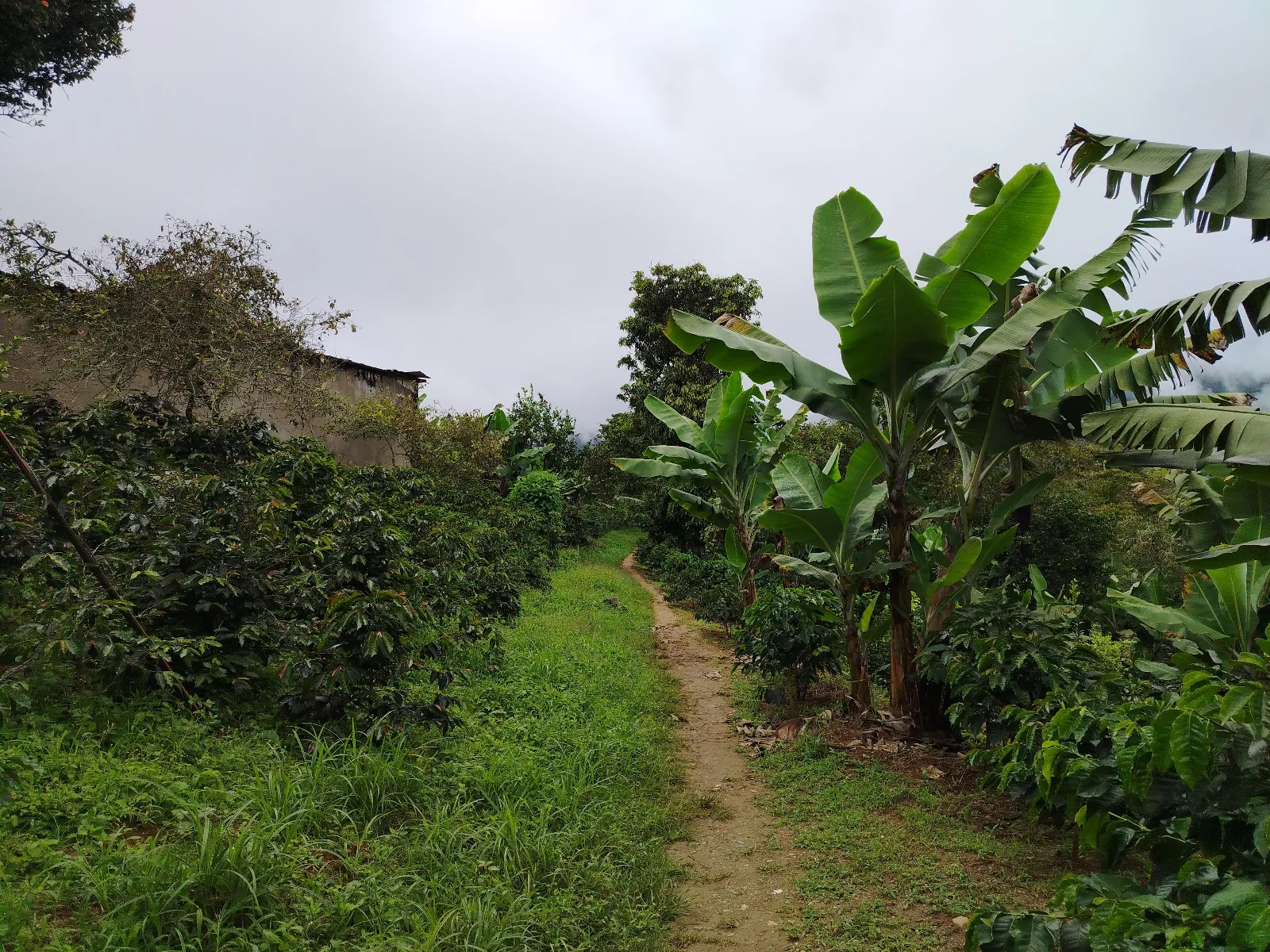 Finca Gonzalez